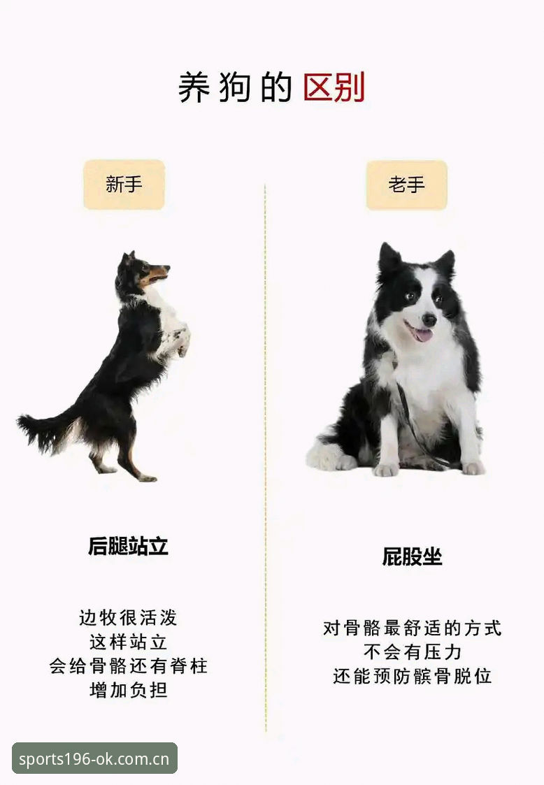 196体育官网安卓版下载使用指南：从新手到老手的完整攻略